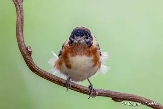 Bay-breasted Warbler