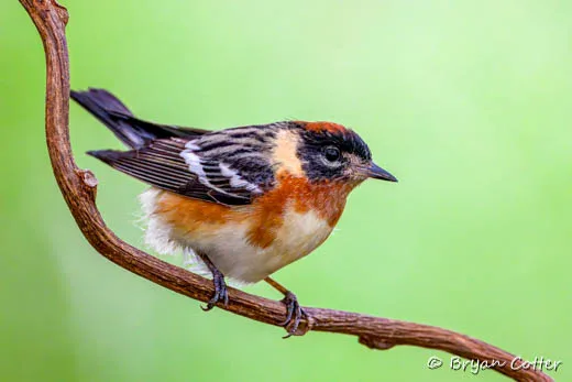 Bay-breasted Warbler