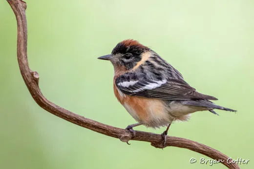 Bay-breasted Warbler