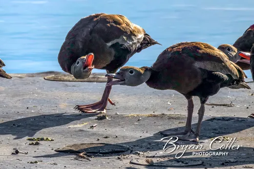 Black-bellied Whistling-Duck
