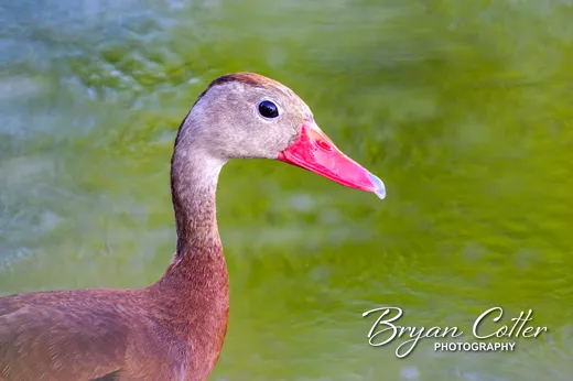 Black-bellied Whistling-Duck
