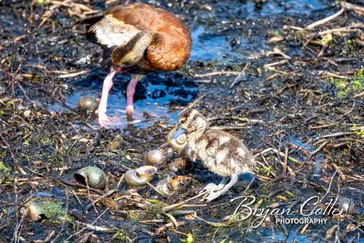 Black-bellied Whistling-ducks photographed in the Houston Area region of Texas by Bryan Cotter