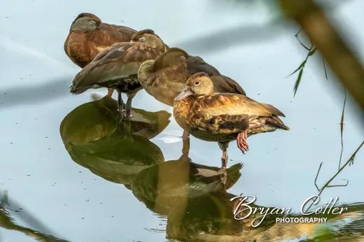 Black-bellied Whistling-Duck