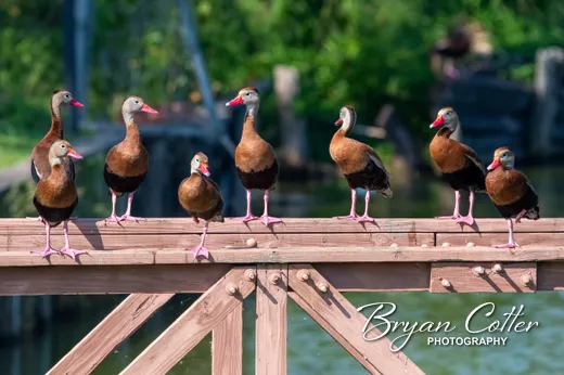 Black-bellied Whistling-Duck