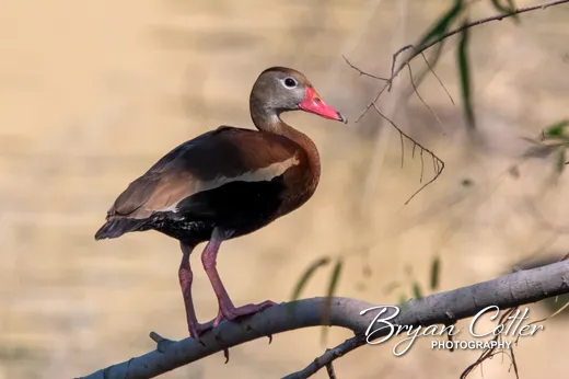 Black-bellied Whistling-Duck