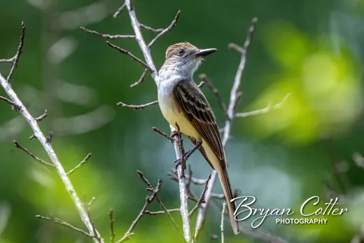 Brown-crested Flycatcher photographed in Texas by Bryan Cotter