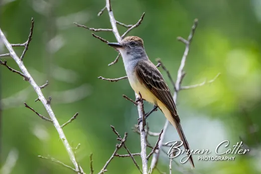 Brown-crested Flycatcher