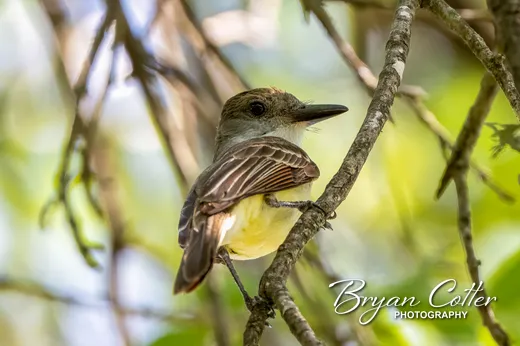 Brown-crested Flycatcher