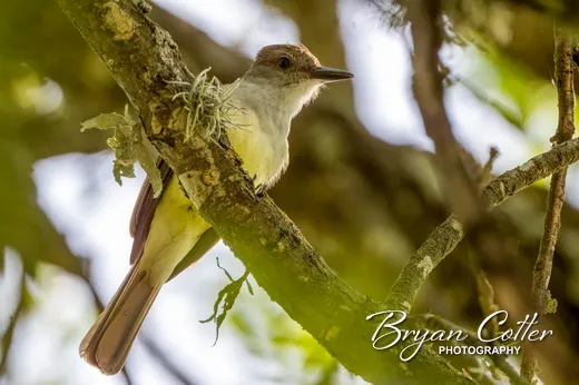 Brown-crested Flycatcher