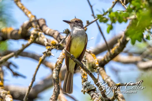 Brown-crested Flycatcher