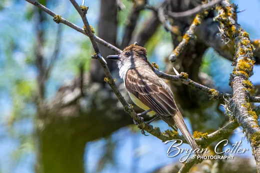 Brown-crested Flycatcher