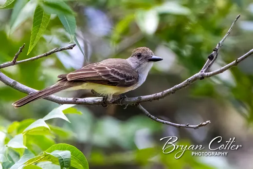 Brown-crested Flycatcher