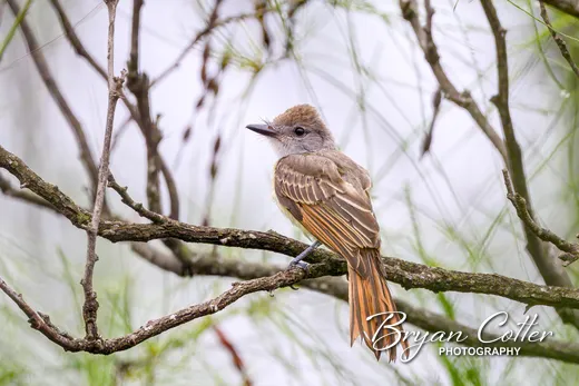 Brown-crested Flycatcher photographed in Texas by Bryan Cotter
