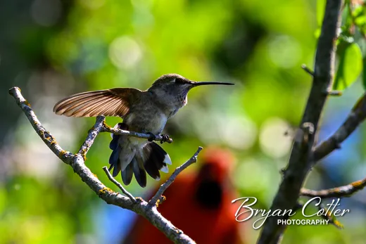 Black-chinned Hummingbird
