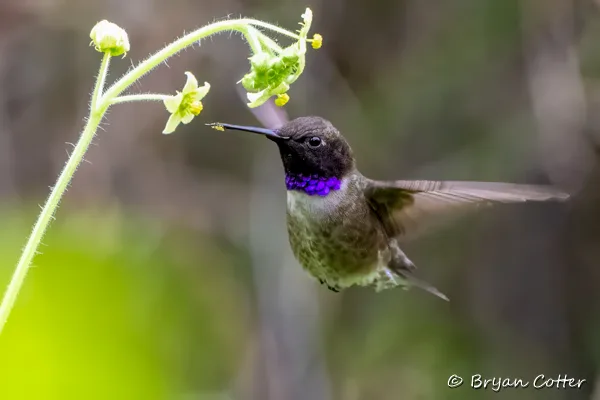 Black-chinned Hummingbird