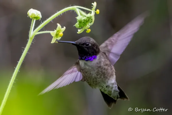 Black-chinned Hummingbird