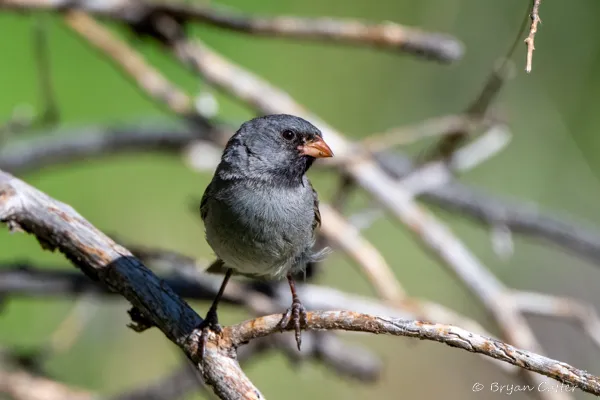 Black-chinned Sparrow