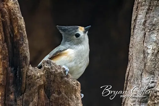 Black-crested Titmouse
