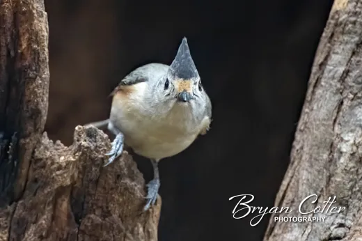 Black-crested Titmouse
