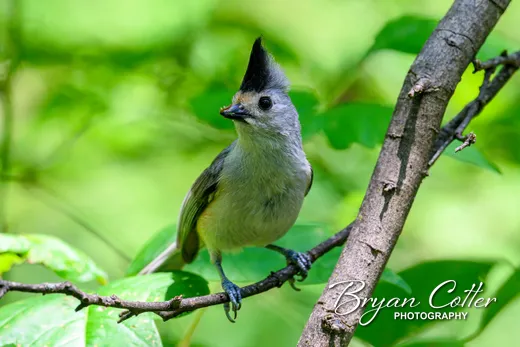 Black-crested Titmouse
