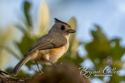Black-crested Titmouse