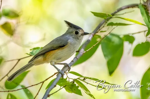 Black-crested Titmouse