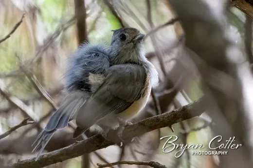 Black-crested Titmouse