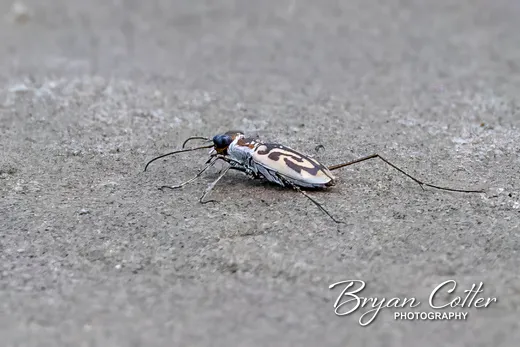 Beach Tiger Beetle