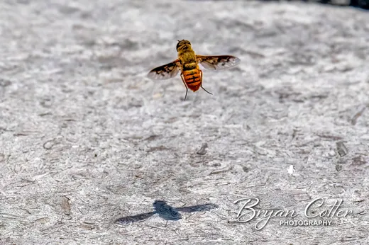 Bee Fly