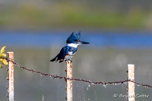 Belted Kingfisher