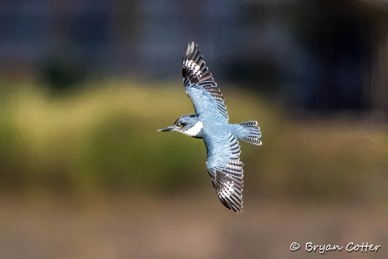 Belted Kingfisher