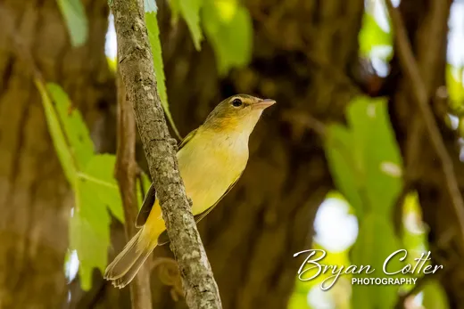 Bell's Vireo