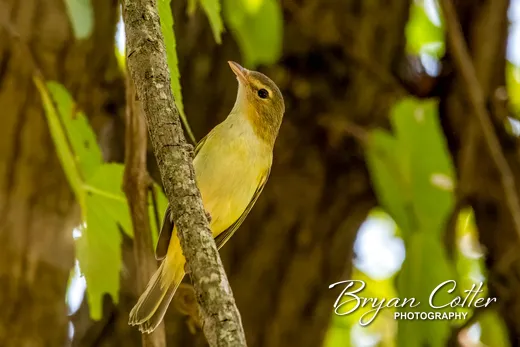 Bell's Vireo