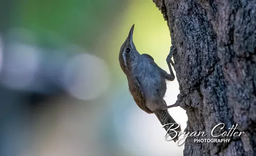 Bewick's Wren