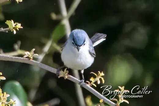 Blue-gray Gnatcatcher photographed in Texas by Bryan Cotter