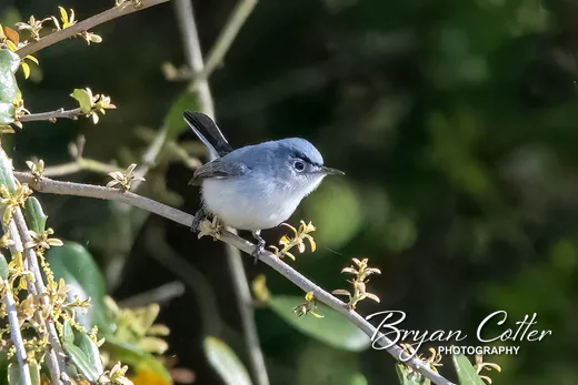 Blue-gray Gnatcatcher