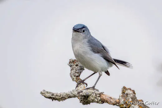 Blue-gray Gnatcatcher
