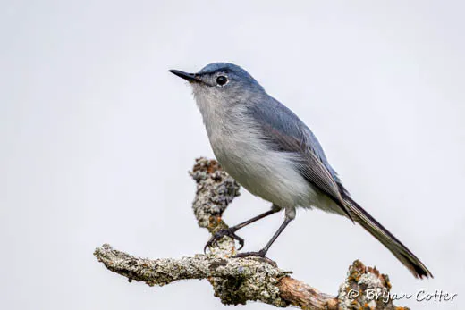 Blue-gray Gnatcatcher