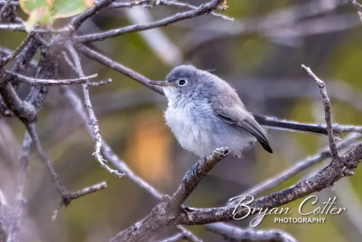 Blue-gray Gnatcatcher