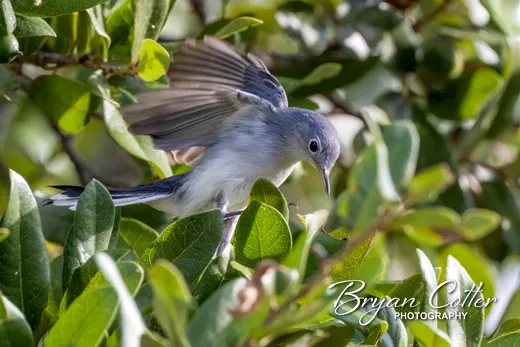 Blue-gray Gnatcatcher
