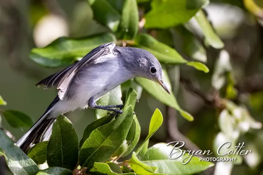 Blue-gray Gnatcatcher