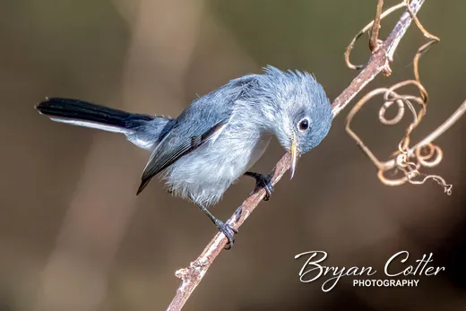 Blue-gray Gnatcatcher