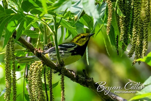 Black-throated Green Warbler