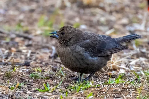 Brown-headed Cowbird