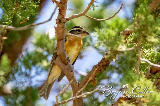 Black-headed Grosbeak