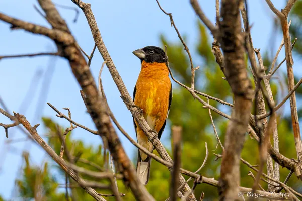 Black-headed Grosbeak