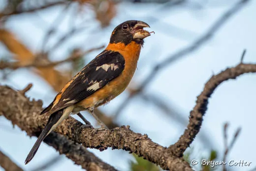 Black-headed Grosbeak