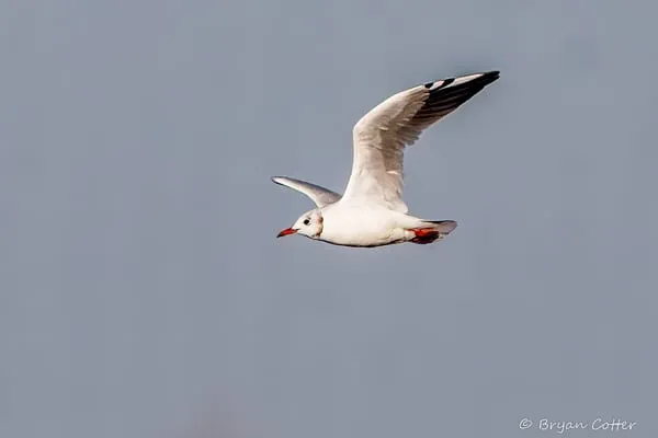 Black-headed Gull