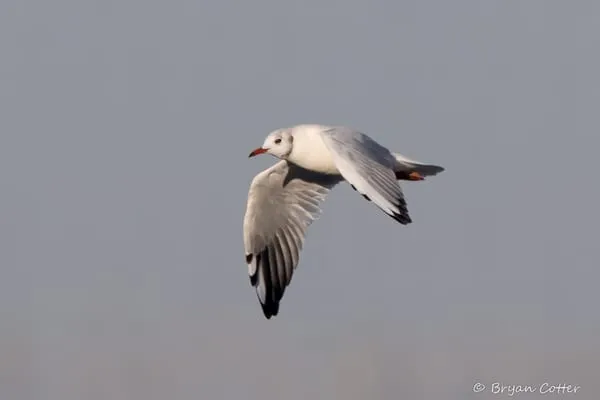 Black-headed Gull