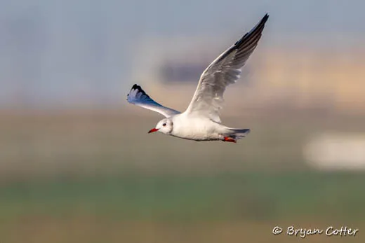 Black-headed Gull